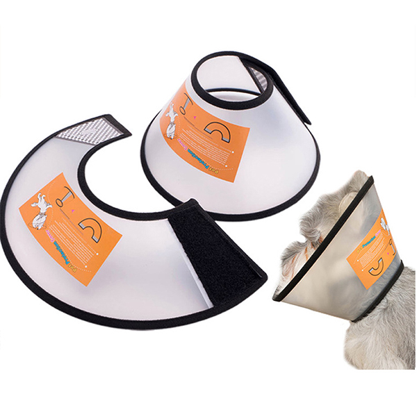 cat-elizabeth-circle1t8i